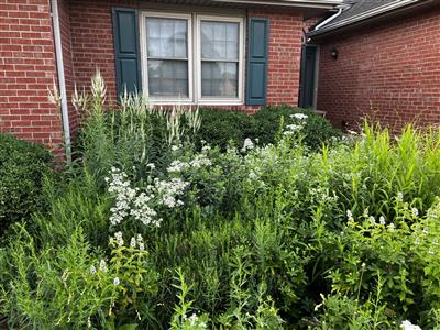 moon garden